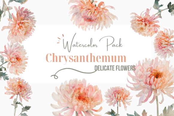 Soft Chrysanthemum Watercolor Clipart