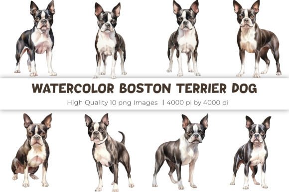 Watercolor Boston Terrier Dog Clipart for Branding